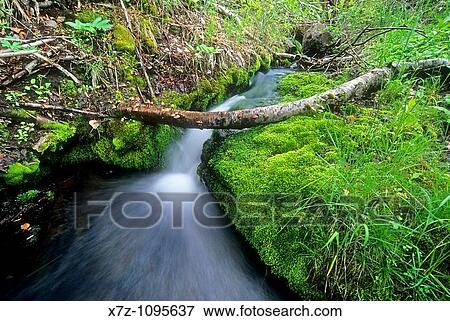 Goose Creek Mountains, small cascade on Wooden Shoe Creek in the Goose Creek Mountains of southern, Idaho View Large Photo Image Stock Photo - Goose Creek Mountains, small cascade on Wooden Shoe Creek in the Goose Creek Mountains of southern, Idaho. Fotosearch