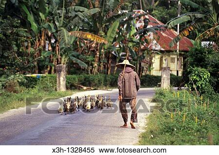 goose keeper, Sumatra island, Republic of Indonesia, Southeast Asia and Oceania View Large Photo Image Stock Photography - goose keeper, Sumatra island, Republic of Indonesia, Southeast Asia and Oceania. Fotosearch