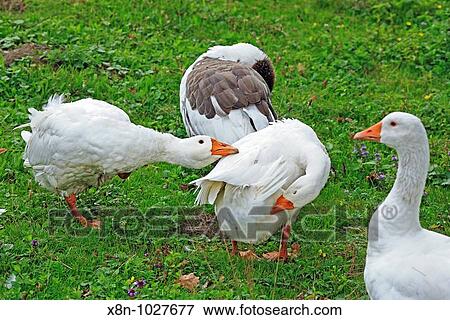 Goose, Kolodnoe, Zakarpattia Oblast Transcarpathian Oblast, Transcarpathia, Zakarpattya, Subcarpathian Rus, Ukraine View Large Photo Image Stock Photo - Goose, Kolodnoe, Zakarpattia Oblast Transcarpathian Oblast, Transcarpathia, Zakarpattya, Subcarpathian Rus, Ukraine. Fotosearch