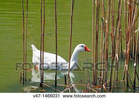 Stock Image - goose lake. Fotosearch