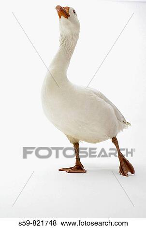 Goose View Large Photo Image Stock Photo - Goose. Fotosearch