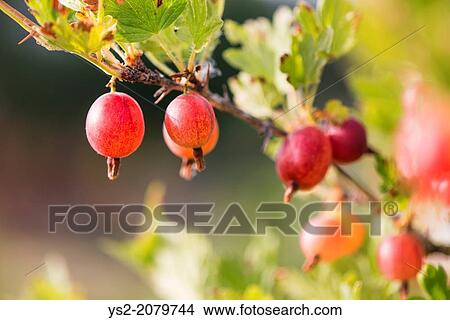 Gooseberries (Ribes uva-crispa) growing in garden. View Large Photo Image Picture - Gooseberries (Ribes uva-crispa) growing in garden.. Fotosearch