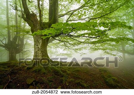 Stock Image - Gorbea Natural Park, ancient beech forests has trasmocha, adquirireron form that feature to be cut to the height of three meters for the latter to use its branches for charcoal not killing the tree. The cessation of this activity has made Gorbea beech for. Fotosearch