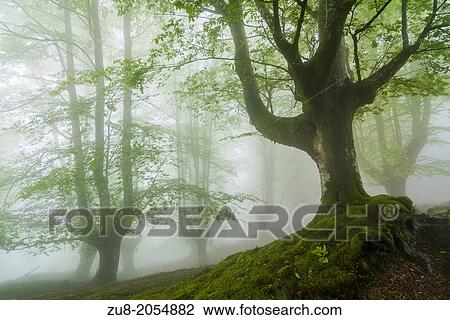 Gorbea Natural Park, ancient beech forests has trasmocha, adquirireron form that feature to be cut to the height of three meters for the latter to use its branches for charcoal not killing the tree. The cessation of this activity has made Gorbea beech for View Large Photo Image Stock Image - Gorbea Natural Park, ancient beech forests has trasmocha, adquirireron form that feature to be cut to the height of three meters for the latter to use its branches for charcoal not killing the tree. The cessation of this activity has made Gorbea beech for. Fotosearch