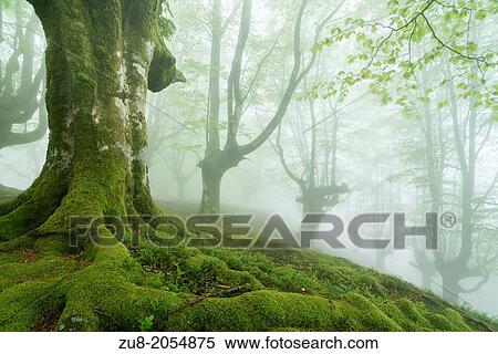 Gorbea Natural Park, ancient beech forests has trasmocha, adquirireron form that feature to be cut to the height of three meters for the latter to use its branches for charcoal not killing the tree. The cessation of this activity has made Gorbea beech for View Large Photo Image Stock Photography - Gorbea Natural Park, ancient beech forests has trasmocha, adquirireron form that feature to be cut to the height of three meters for the latter to use its branches for charcoal not killing the tree. The cessation of this activity has made Gorbea beech for. Fotosearch