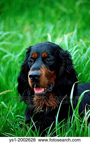 Stock Photo - Gordon Setter Dog, Portrait of Adult in Long Grass.. Fotosearch