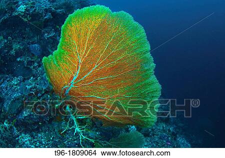 Gorgonian Sea Fan at Sipadan Borneo Malaysia View Large Photo Image Picture - Gorgonian Sea Fan at Sipadan Borneo Malaysia. Fotosearch
