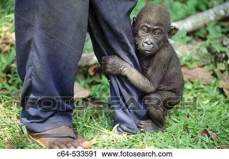 Stock Image - Gorilla. Cameroon. Fotosearch