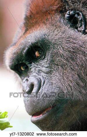 Stock Image - Gorilla close up with eye contact. Fotosearch