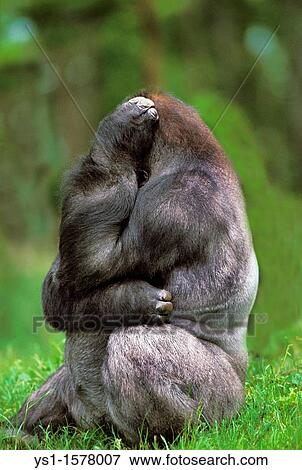 Stock Photo - Gorilla, gorilla gorilla, Silverback Adult Male sitting on Grass. Fotosearch