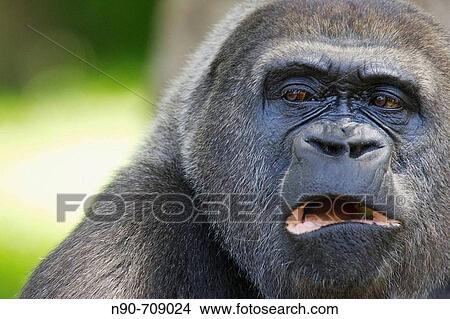 Gorilla View Large Photo Image Picture - Gorilla. Fotosearch