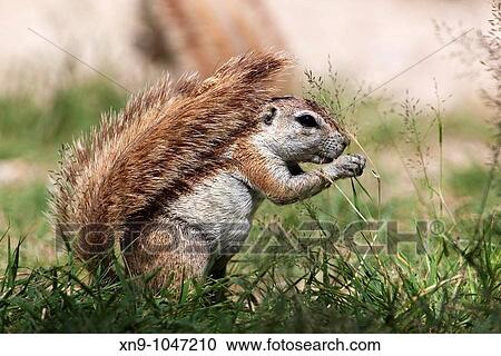 Gorund Squirrel Xerus inauris, eating, Etosha National Park, Namibia View Large Photo Image Stock Image - Gorund Squirrel Xerus inauris, eating, Etosha National Park, Namibia. Fotosearch