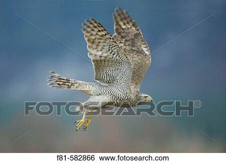Goshawk (Accipiter gentilis) adult in flight. captive-bred. Scotland. March 2006. View Large Photo Image Stock Photograph - Goshawk (Accipiter gentilis) adult in flight. captive-bred. Scotland. March 2006.. Fotosearch