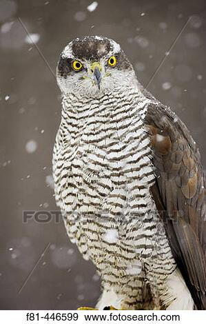Goshawk (Accipiter gentilis) perched in falling snow. Scotland. (captive-bred bird). View Large Photo Image Stock Photo - Goshawk (Accipiter gentilis) perched in falling snow. Scotland. (captive-bred bird).. Fotosearch