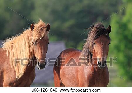 Stock Image - Gotland pony Gotland Sweden.. Fotosearch