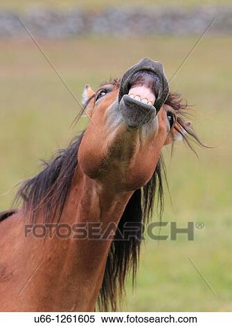 Gotland pony Gotland Sweden. View Large Photo Image Stock Photography - Gotland pony Gotland Sweden.. Fotosearch