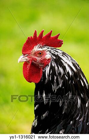 Gournay cockerel, Normandy, France View Large Photo Image Stock Image - Gournay cockerel, Normandy, France. Fotosearch