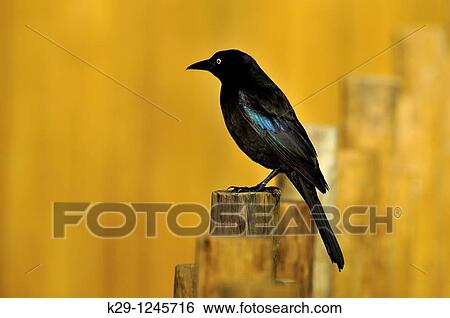 Grackle Quiscalus quiscula View Large Photo Image Stock Photograph - Grackle Quiscalus quiscula. Fotosearch