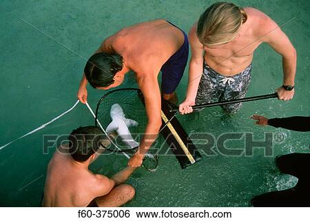 Stock Photograph - Graduate students measuring a sandbar shark pup (Carcharhinus plumbeus) for scientific research. Kaneohe Bay, Oahu, Hawaii (N. Pacific). Fotosearch