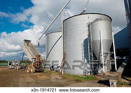 Grain being unloaded from storage in grain silos on a farm, Chestertown Maryland USA View Large Photo Image Stock Image - Grain being unloaded from storage in grain silos on a farm, Chestertown Maryland USA. Fotosearch