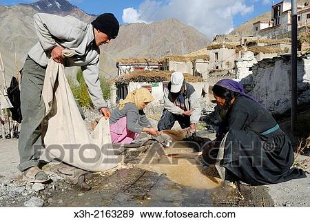 Stock Photo - grain cereal washing, Rumbak village, Hemis National Park, Ladakh region, state of Jammu and Kashmir, India, Asia. Fotosearch
