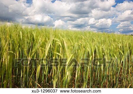 Stock Photo - Grain field, Finland.. Fotosearch