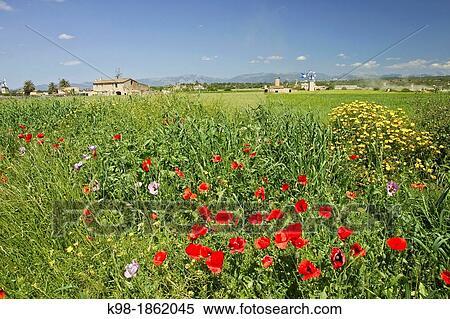 Grain Field Pla de Sant Jordi Palma Mallorca Balearic Islands Spain View Large Photo Image Stock Photography - Grain Field Pla de Sant Jordi Palma Mallorca Balearic Islands Spain. Fotosearch