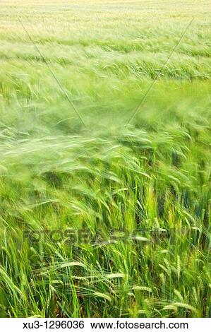 Grain Field View Large Photo Image Stock Photograph - Grain Field. Fotosearch