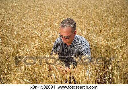 Grain Producer inspecting wheat crop in the field, Talbot County Maryland USA View Large Photo Image Stock Image - Grain Producer inspecting wheat crop in the field, Talbot County Maryland USA. Fotosearch
