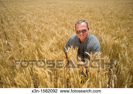 Grain Producer inspecting wheat crop in the field, Talbot County Maryland USA View Large Photo Image Stock Image - Grain Producer inspecting wheat crop in the field, Talbot County Maryland USA. Fotosearch