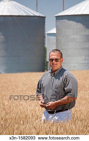 Grain Producer inspecting wheat crop in the field, Talbot County Maryland USA View Large Photo Image Stock Image - Grain Producer inspecting wheat crop in the field, Talbot County Maryland USA. Fotosearch