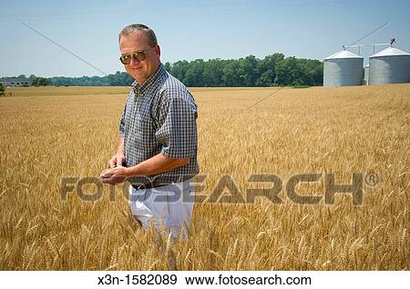 Grain Producer inspecting wheat crop in the field, Talbot County Maryland USA View Large Photo Image Stock Photo - Grain Producer inspecting wheat crop in the field, Talbot County Maryland USA. Fotosearch