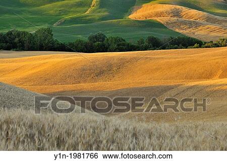 Grainfield in the Summer, San Quirico d? Orcia, Provinz Siena, Tuscany, Italy. View Large Photo Image Stock Photograph - Grainfield in the Summer, San Quirico d? Orcia, Provinz Siena, Tuscany, Italy.. Fotosearch