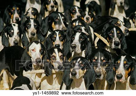 Grand Anglo French Blanc Et Noir Chien De Chasse Meute De Adultes Banque Dimage