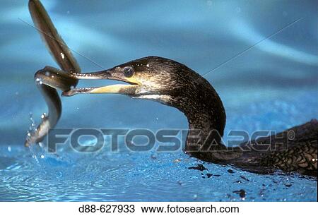 Stock Image - Grand cormoran. Phalacrocorax carbo. Fotosearch
