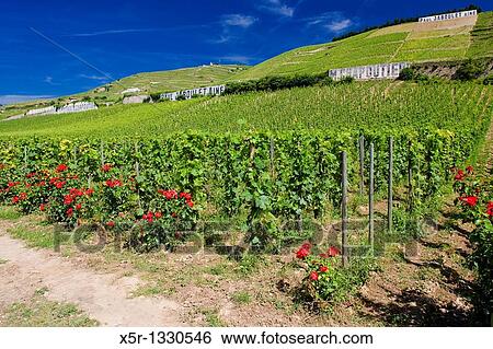 grand cru vineyard, L? Hermitage, Rhone-Alpes, France View Large Photo Image Stock Photograph - grand cru vineyard, L? Hermitage, Rhone-Alpes, France. Fotosearch