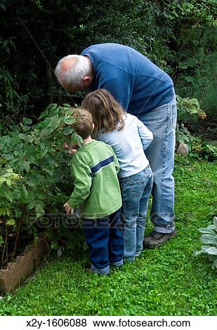 Stock Photo - Grand parent picks berrys with grand children. Fotosearch