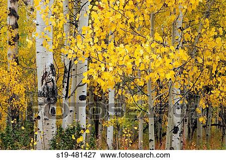 Grand Teton National Park View Large Photo Image Stock Photo - Grand Teton National Park. Fotosearch