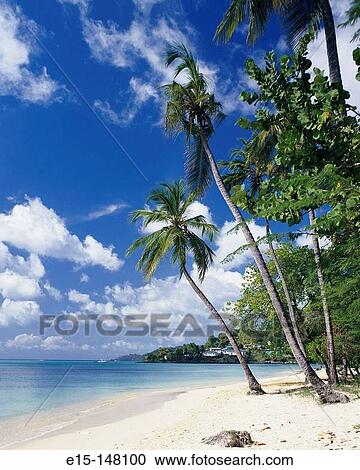 Grande Anse Beach. Grenada, West Indies, Caribbean View Large Photo Image Stock Image - Grande Anse Beach. Grenada, West Indies, Caribbean. Fotosearch