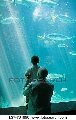 Grandfather and 3 years old grandson visiting the aquarium View Large Photo Image Stock Image - Grandfather and 3 years old grandson visiting the aquarium. Fotosearch