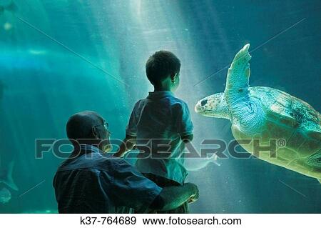 Grandfather and 3 years old grandson visiting the aquarium View Large Photo Image Stock Photo - Grandfather and 3 years old grandson visiting the aquarium. Fotosearch