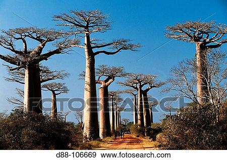 Grandidier's Baobab (Adansonia grandidieri). Morondava, West Madagascar View Large Photo Image Stock Photo - Grandidier's Baobab (Adansonia grandidieri). Morondava, West Madagascar. Fotosearch