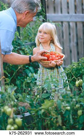 Grandpa and Granddaughter and tomatoes View Large Photo Image Stock Image - Grandpa and Granddaughter and tomatoes. Fotosearch