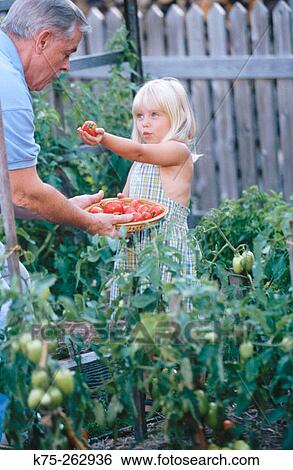 Grandpa and granddaughter in garden View Large Photo Image Stock Photograph - Grandpa and granddaughter in garden. Fotosearch