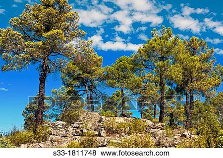 Stock Photo - Granite and pines in Cadalso de los Vidrios Madrid Spain. Fotosearch