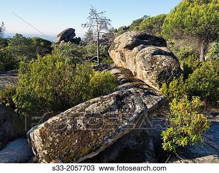 Granite in the Concejo pinewood in Cadalso de los Vidrios. Madrid. Spain. View Large Photo Image Stock Image - Granite in the Concejo pinewood in Cadalso de los Vidrios. Madrid. Spain.. Fotosearch