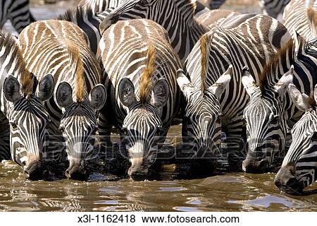 Stock Photo - Grant zebras Equus quagga boehmi Serengeti National Park Tanzania Africa. Fotosearch