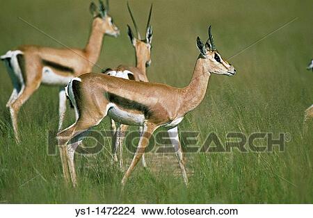 Picture - Grant's Gazelle, gazella granti, Herd in Masai Mara Park, Kenya. Fotosearch