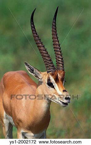 Grant's Gazelle, gazella granti, Portrait of Adult, Samburu Park in Kenya. View Large Photo Image Stock Image - Grant's Gazelle, gazella granti, Portrait of Adult, Samburu Park in Kenya.. Fotosearch