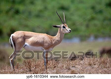 Grant's Gazelle Nanger granti, Ngorongoro Crater, Tanzania View Large Photo Image Picture - Grant's Gazelle Nanger granti, Ngorongoro Crater, Tanzania. Fotosearch